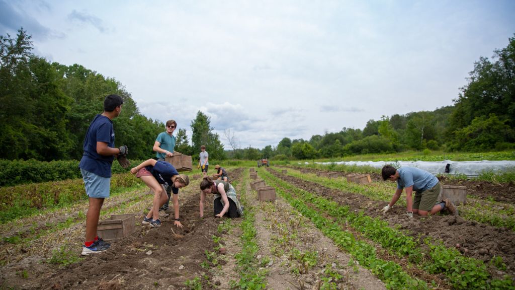 Teen campers work together in a farm field, developing responsibility, teamwork, and accountability through shared tasks.
